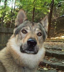 zari_04_06.jpg
