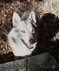 zari_04_08.jpg