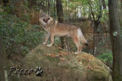 zari_04_11.jpg