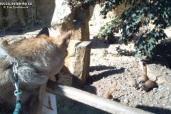 ZOO-001.jpg