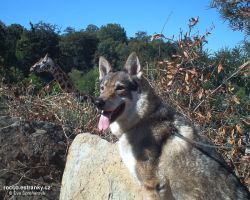 ZOO-003.jpg