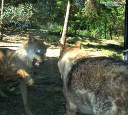 ZOO-007.jpg