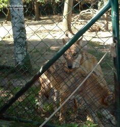 ZOO-008.jpg