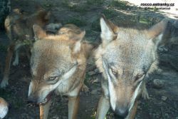 ZOO-010.jpg