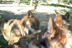 ZOO-012.jpg