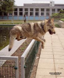 cerven07_jump.jpg