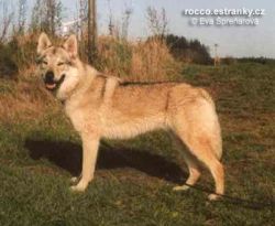 rocco11__jpg.jpg