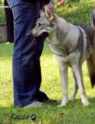 05_01akiak_garm_z_hol.jpg
