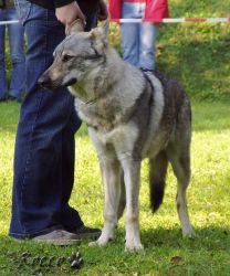 05_02akiak_garm_z_hol01.jpg