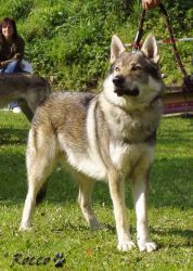 21_02cid_stin_vlka01.jpg