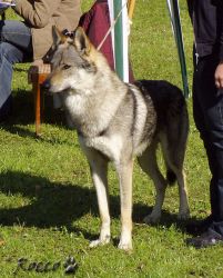 23_02eligo_z_peronowki.jpg
