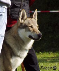28_01argo_prizrak_karpat03.jpg