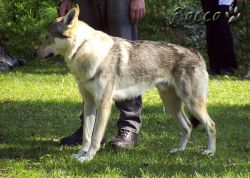 30_03aron_z_aljasky02.jpg