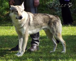 30_04aron_z_aljasky03.jpg