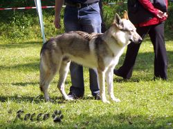 32_02brave_odin05.jpg