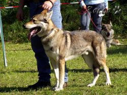 40_01drak06.jpg