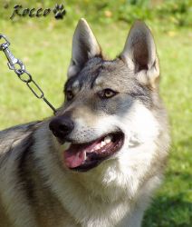 47_01c_w_wolfy.jpg