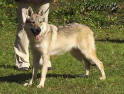 47_02c_w_wolfy_postoj.jpg