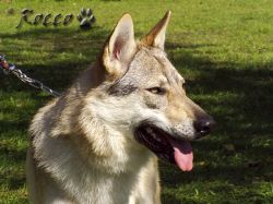 47_03c_w_wolfy01.jpg