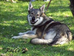 52_02bonnie_z_kop_dvora.jpg