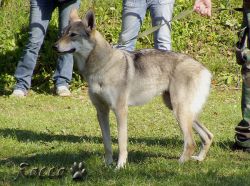 61_03aimy_osada_draklem06.jpg