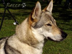65_02ceza_z_kam03.jpg