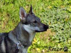 66_02genny_dakmat01.jpg