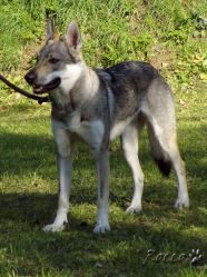 66_03genny_dakmat04.jpg