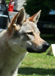 11_attie01.jpg
