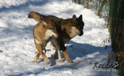 20100130_6987.jpg