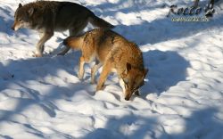 20100130_6992.jpg