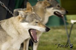 IMG_0062.jpg
