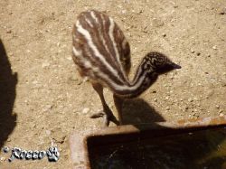 emu.jpg