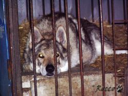 king04.jpg