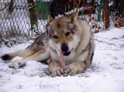 king07.jpg