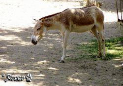 kulan.jpg