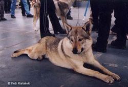 msvbrno2002_6.jpg