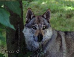 rocco01.jpg