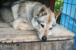 rocco_003.jpg