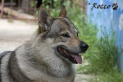 rocco_07_09.jpg