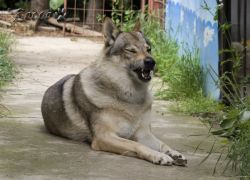 rocco_07_09_01.jpg