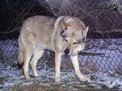 rocco_09_01.jpg
