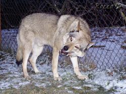 rocco_09_02.jpg