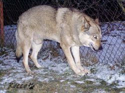rocco_09_03.jpg