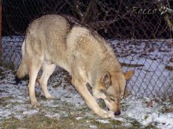 rocco_09_04.jpg