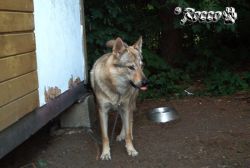 rocco_u_chajdy01.jpg