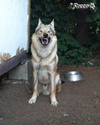 rocco_xsicht.jpg