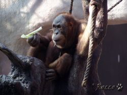 zoo_org.jpg