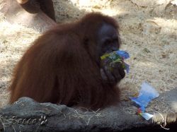 zoo_org01.jpg