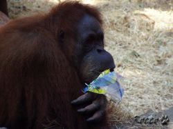zoo_org02.jpg